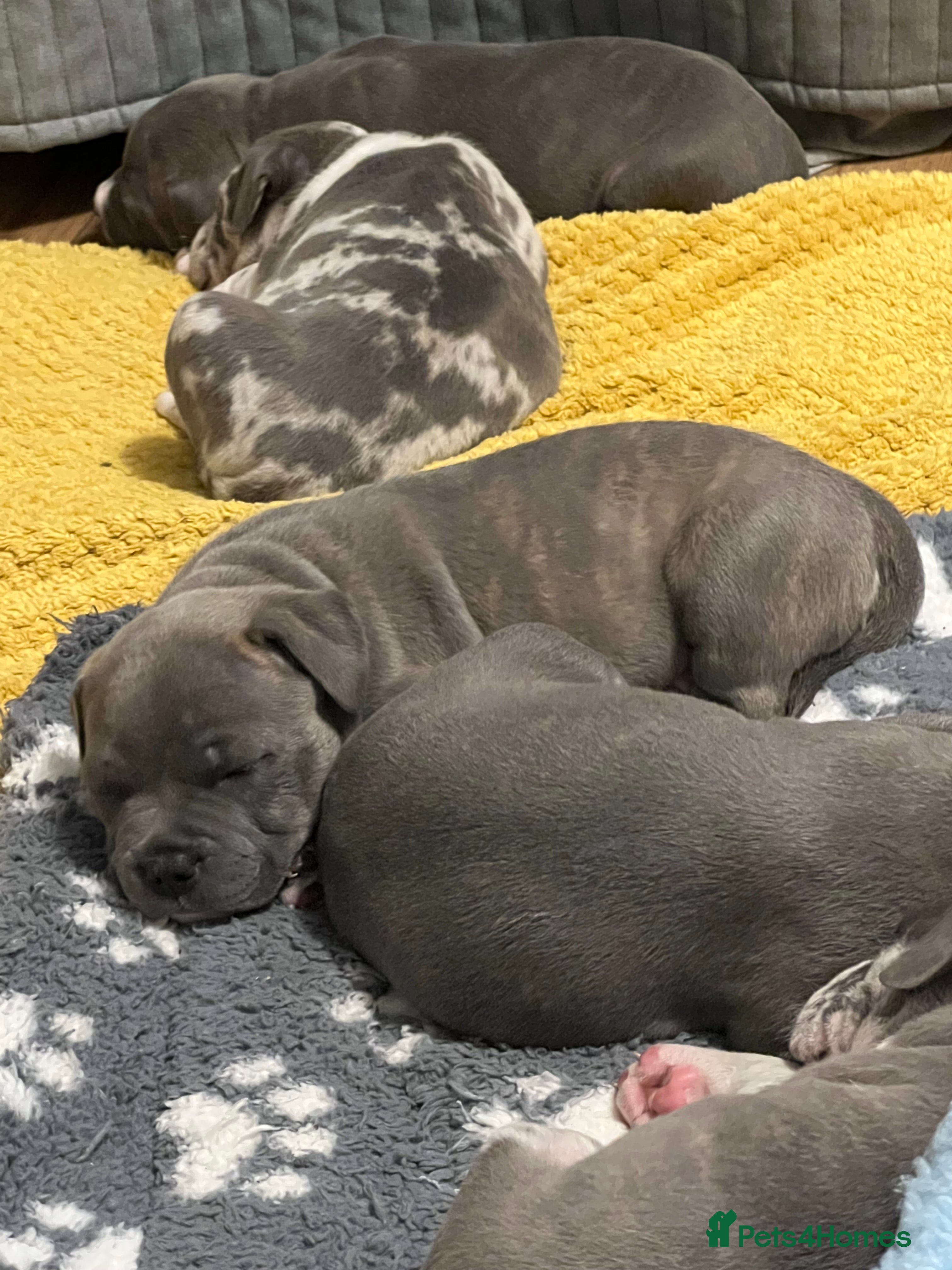 Mixed Breed dogs Staffy cross puppies - Advert 15