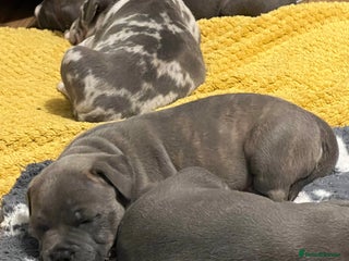 Mixed Breed dogs Staffy cross puppies - Advert 1