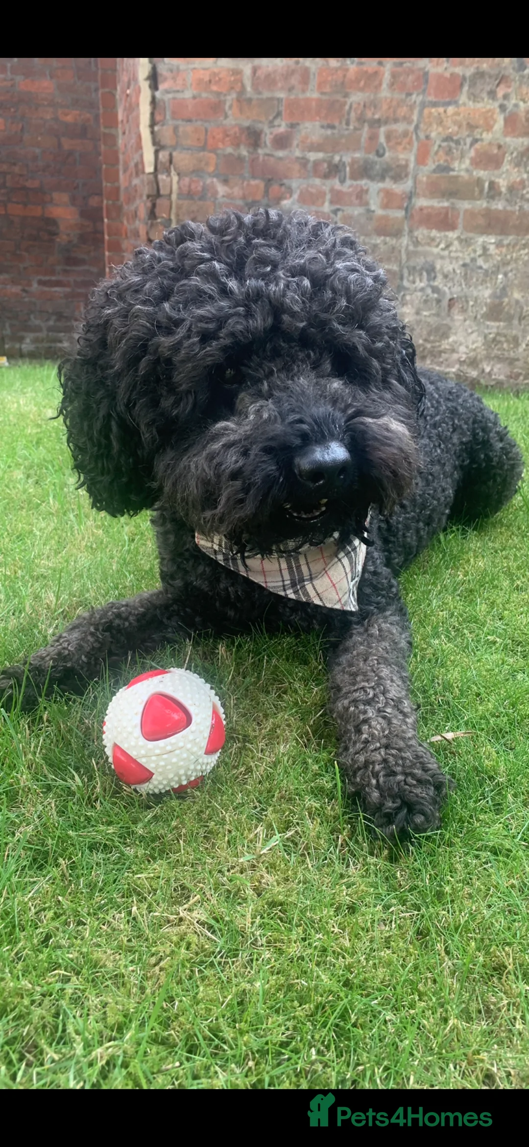 Labradoodle dogs for stud: Mini Doodle stud extensively DNA checked in Warrington - Advert 22