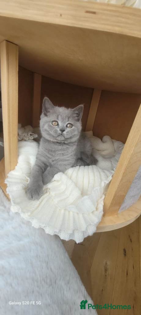 British Shorthair cats Pure British shorthair kitten - Advert 1
