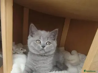 British Shorthair cats Pure British shorthair kitten - Advert 1