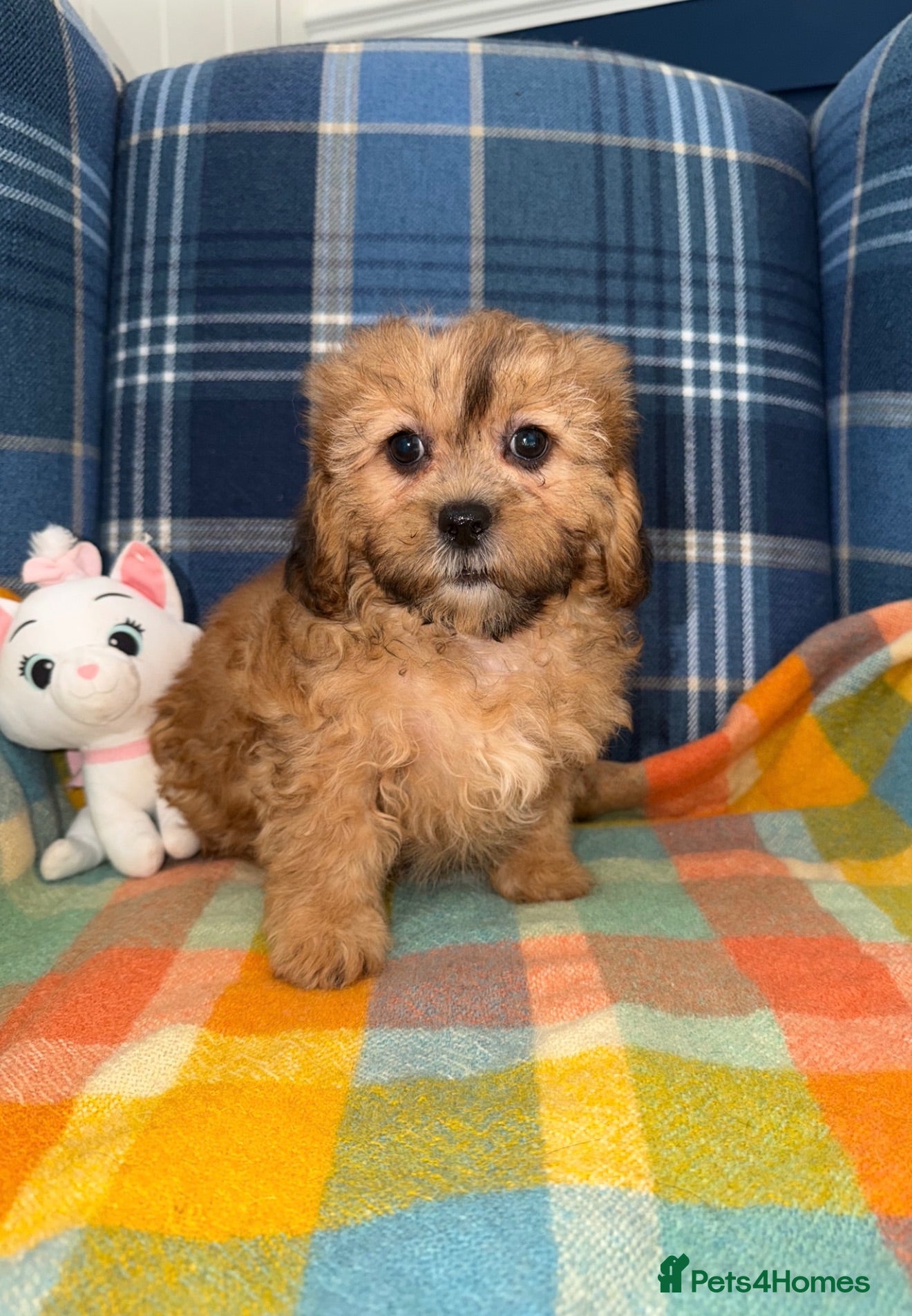 Shihpoo dogs 💜🧡💛Stunning Shihpoo Puppies Ready Now💛🧡💜 - Advert 2