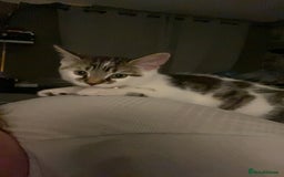 British Shorthair cats for sale: Kitten for rehoming - Image 2