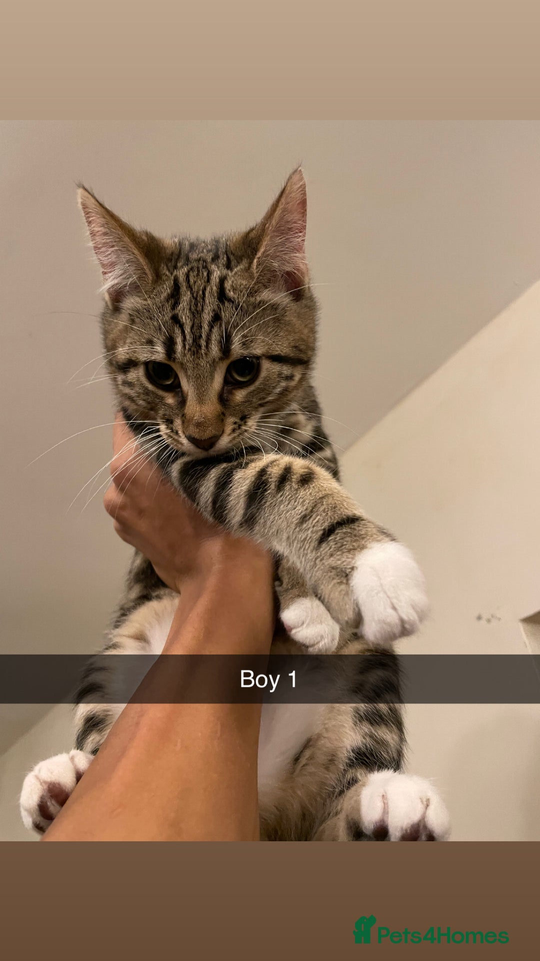 Mixed Breed cats for sale: KITTENS FOR SALE SOUTH LONDON - Advert 2