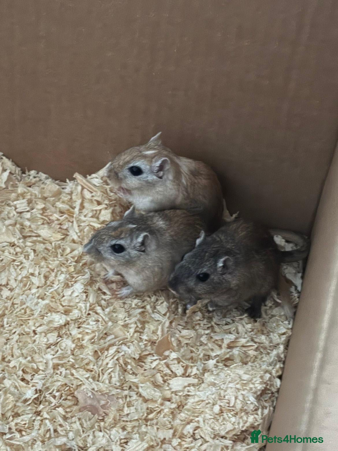 Gerbil rodents for sale: 3 x Gerbils for sale - Advert 1