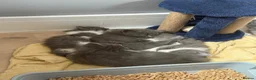 Mixed Breed cats for sale: Beautiful Long-Haired Ragdoll Cross Kittens  - Advert 7