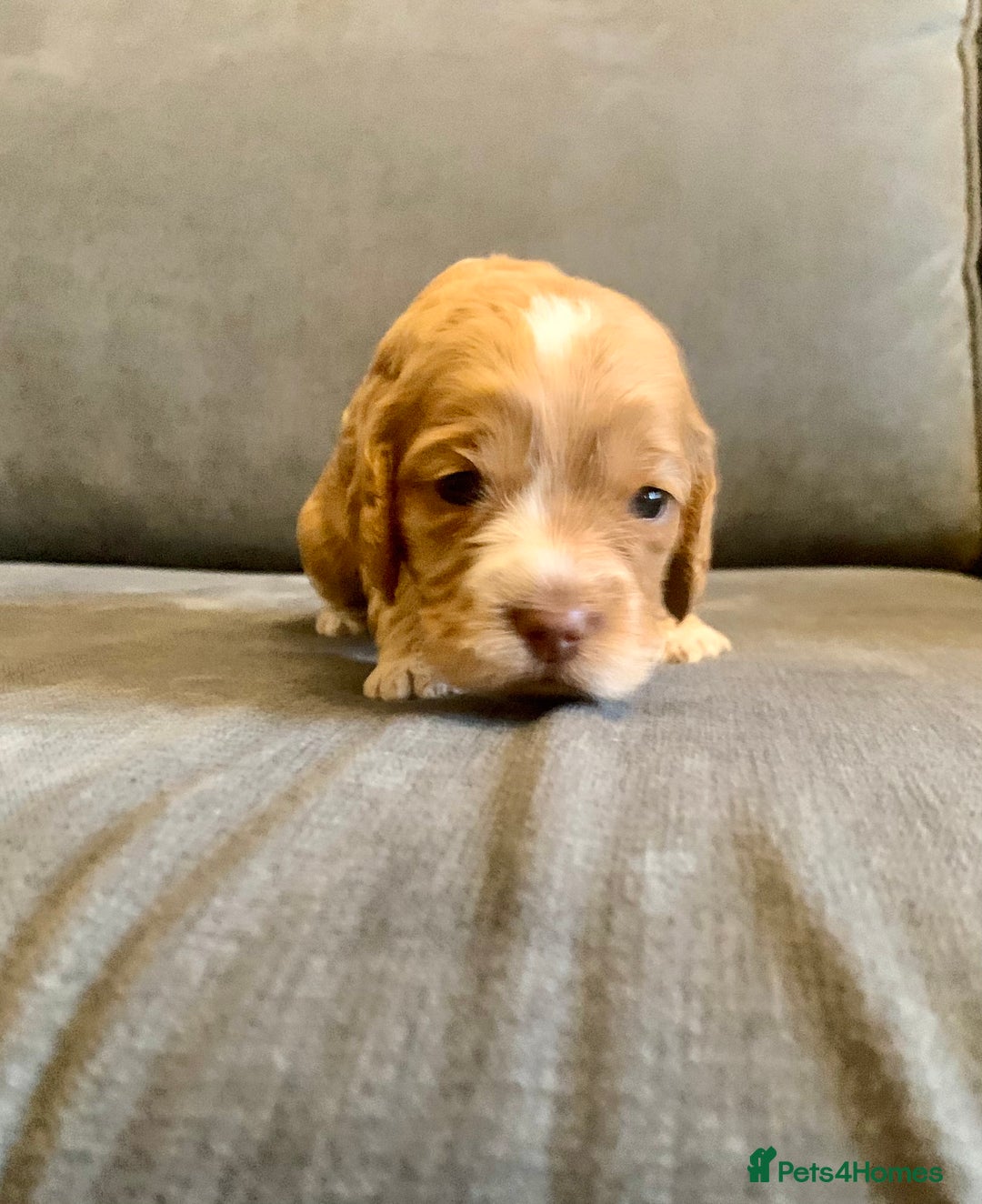 Cockapoo dogs for sale: Cockapoo F1b - Advert 22