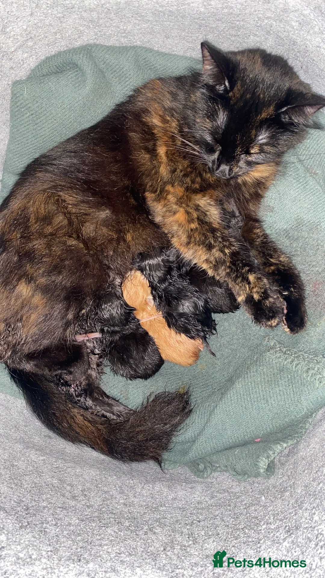 Mixed Breed cats for sale: Kittens for Sale  in Bristol - Advert 1