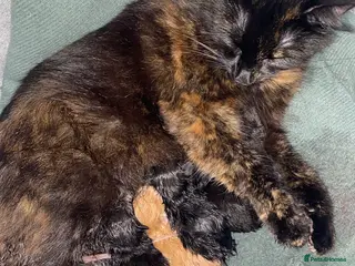 Mixed Breed cats Kittens for Sale - Advert 1