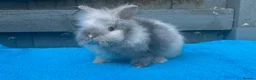 Lionhead rabbits for sale: 2 adorable double mane lionhead baby bunnies  - Advert 9