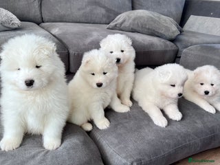 Samoyed dogs Samoyed puppies - gorgeous white bundle of joy! - Advert 6