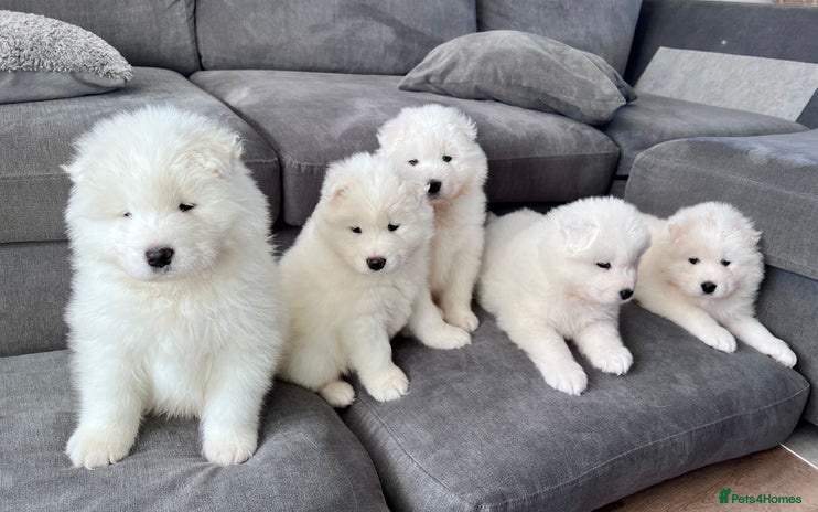 Samoyed dogs Samoyed puppies - gorgeous white bundle of joy! - Advert 1