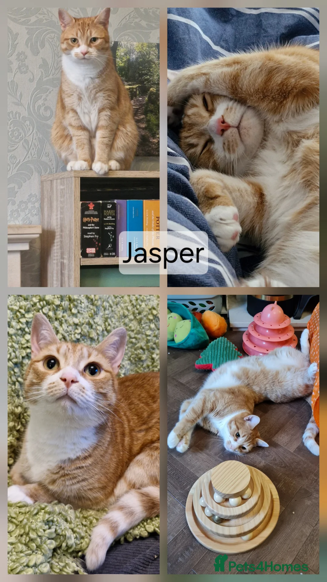 Mixed Breed cats for sale: Chappie 6yrs Jasper 5yrs. Free to very good home - Advert 13