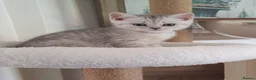 British Shorthair cats for sale: ✨British Shorthair Silver‑Shaded Chinchilla Kitten - Advert 15