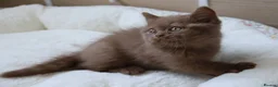 British Shorthair cats for sale: Chocolate Champion bloodline BSH - Advert 6