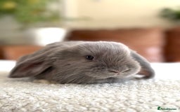 French Lop rabbits for sale: RESERVATIONS OPEN - Beautiful Baby French Lops - Image 14