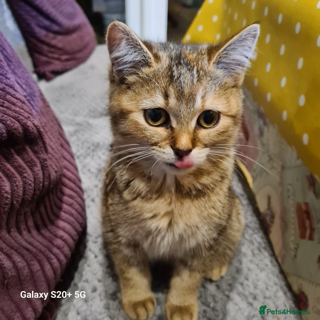 Scottish Fold cats for sale: Scottish fold/straight looking for home  - Advert 18