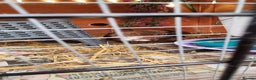 Quail poultry for sale: Cortinoux quails  - Advert 5