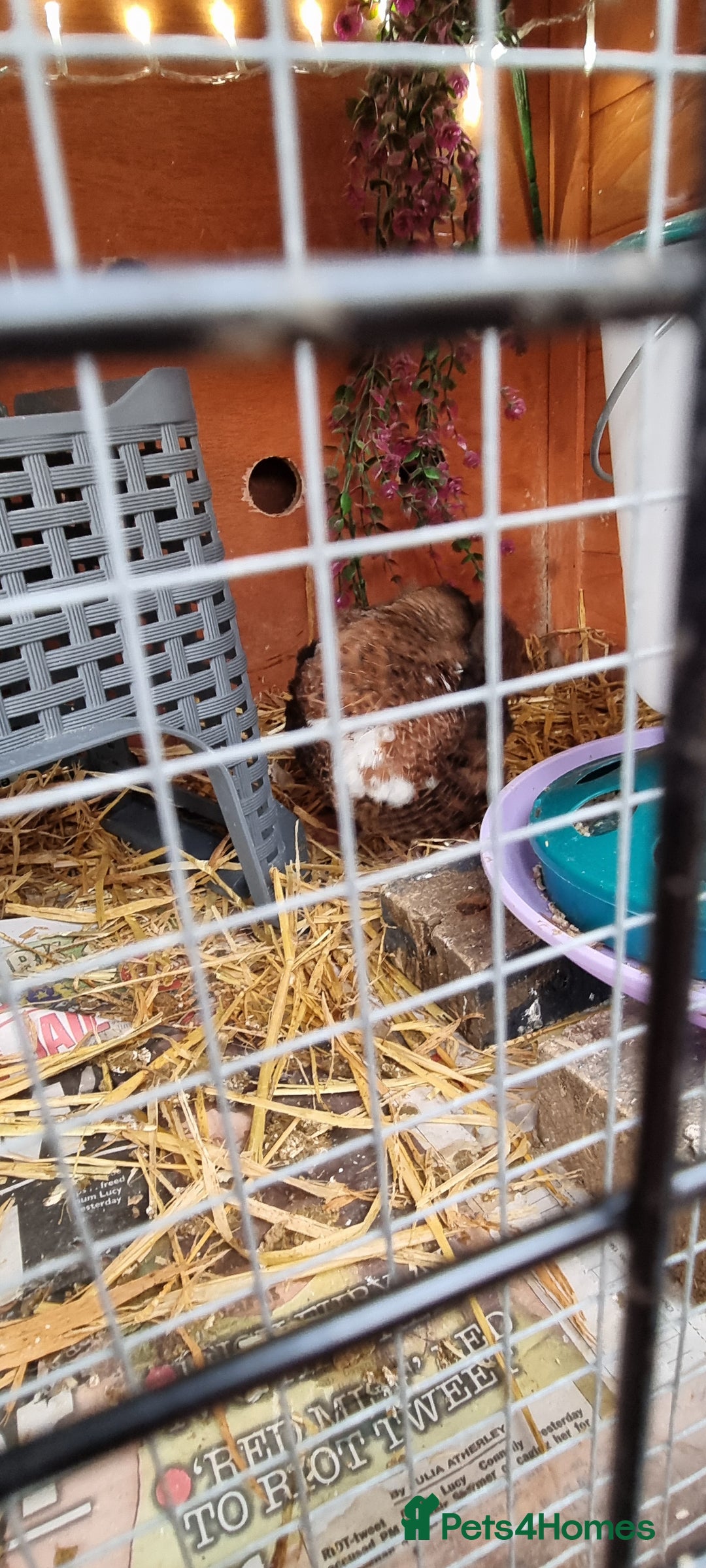 Quail poultry for sale: Cortinoux quails  - Advert 5