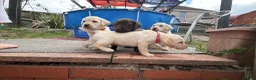 Labrador Retriever dogs for sale: ✨beautiful chunky pedigree Labradors✨ - Advert 34