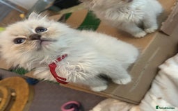 Ragdoll cats for sale: Lynx mitted ragdolls  - Image 7