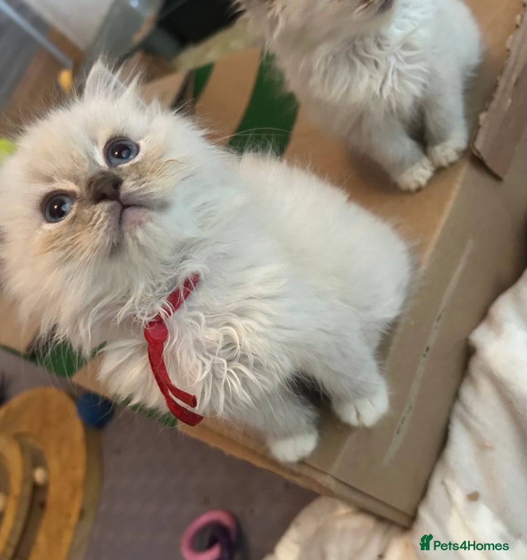Ragdoll cats for sale: Lynx mitted ragdolls  - Image 7
