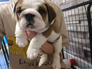 English Bulldog dogs 🐾 Beautiful KC Reg English Bulldog Puppies 🐶 - Advert 3