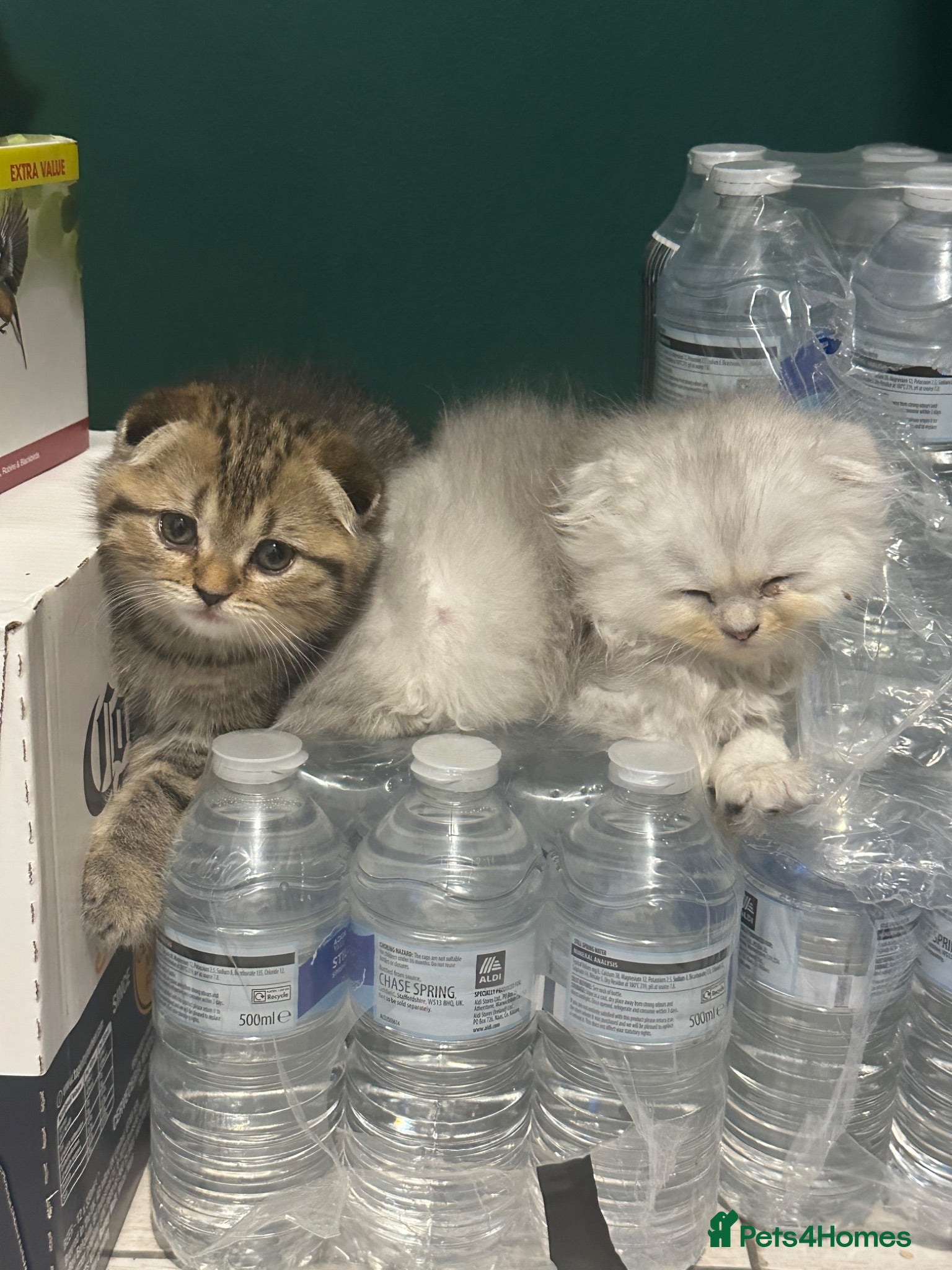 Scottish Fold cats Beautiful Scottish Fold Kittens  - Advert 1