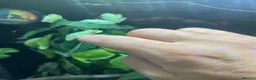 Frog reptiles for sale: 6 red eye tree frogs and enclosure  - Advert 10