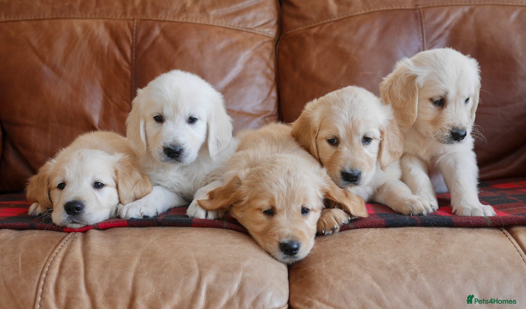 Golden Retriever dogs for sale: Quality KC Health Tested Golden Retriever Puppies - Advert 6