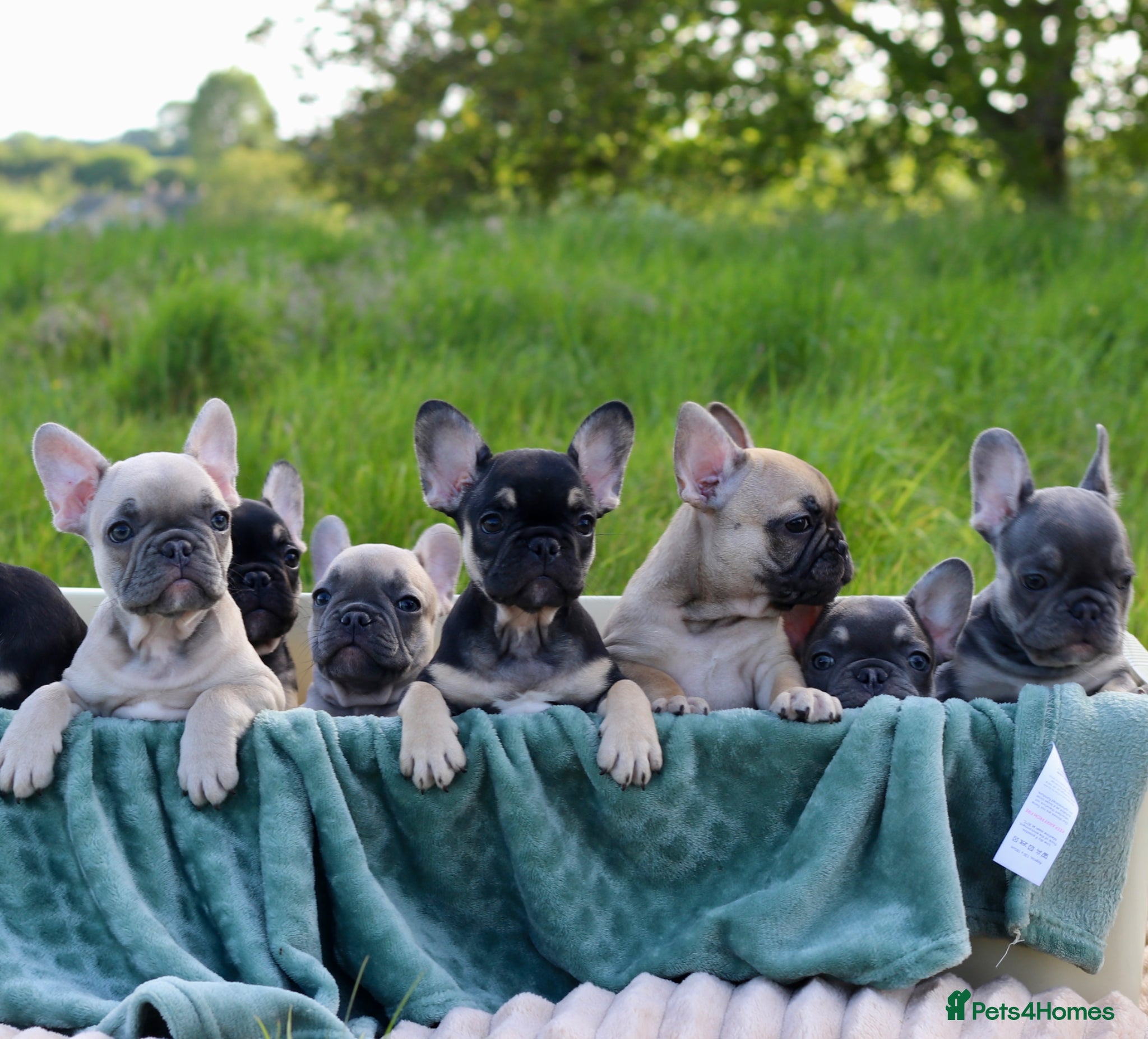 French Bulldog dogs KC Lilac, Black Tan French Bulldog - Advert 5