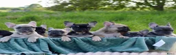 French Bulldog dogs for sale: KC Lilac, Black Tan French Bulldog - Advert 1