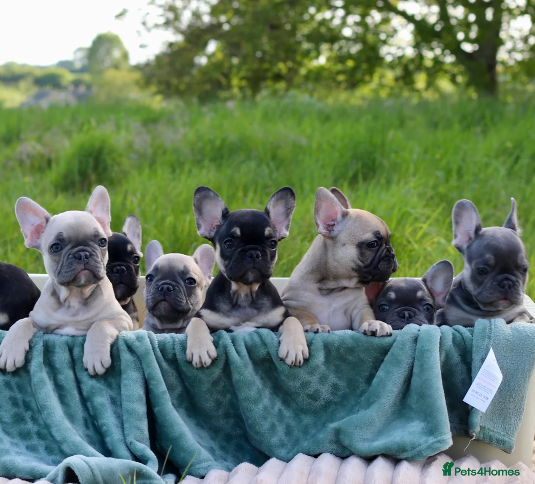 French Bulldog dogs for sale: KC Lilac, Black Tan French Bulldog - Advert 1