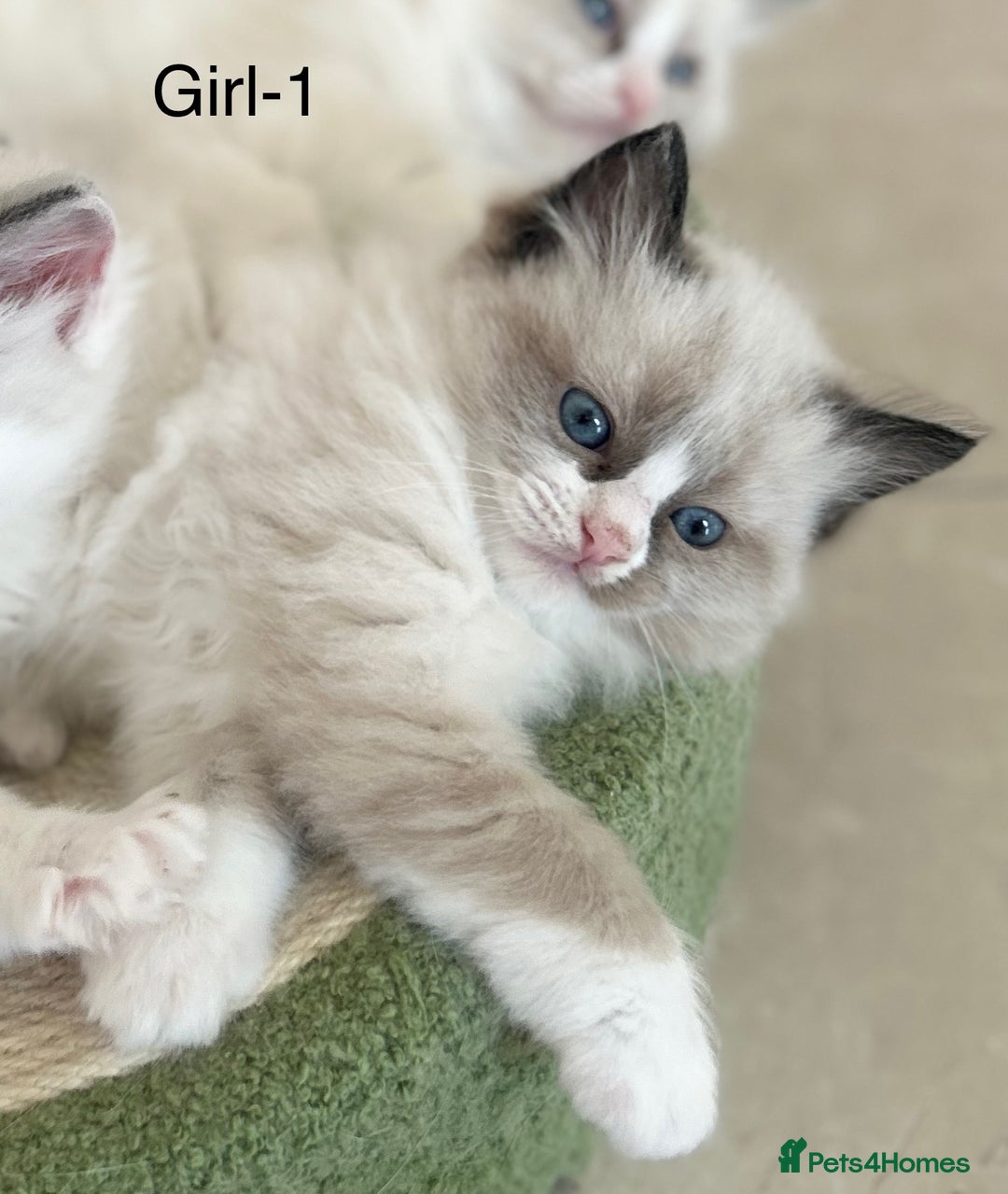 Ragdoll cats for sale: Beautiful Ragdoll kittens from Champion lines - Image 16