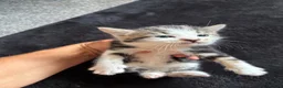Mixed Breed cats for sale: Ready now adorable kittens - Advert 2