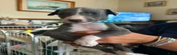 Whippet dogs for sale: Whippet puppies for sale in Grimsby - Advert 11