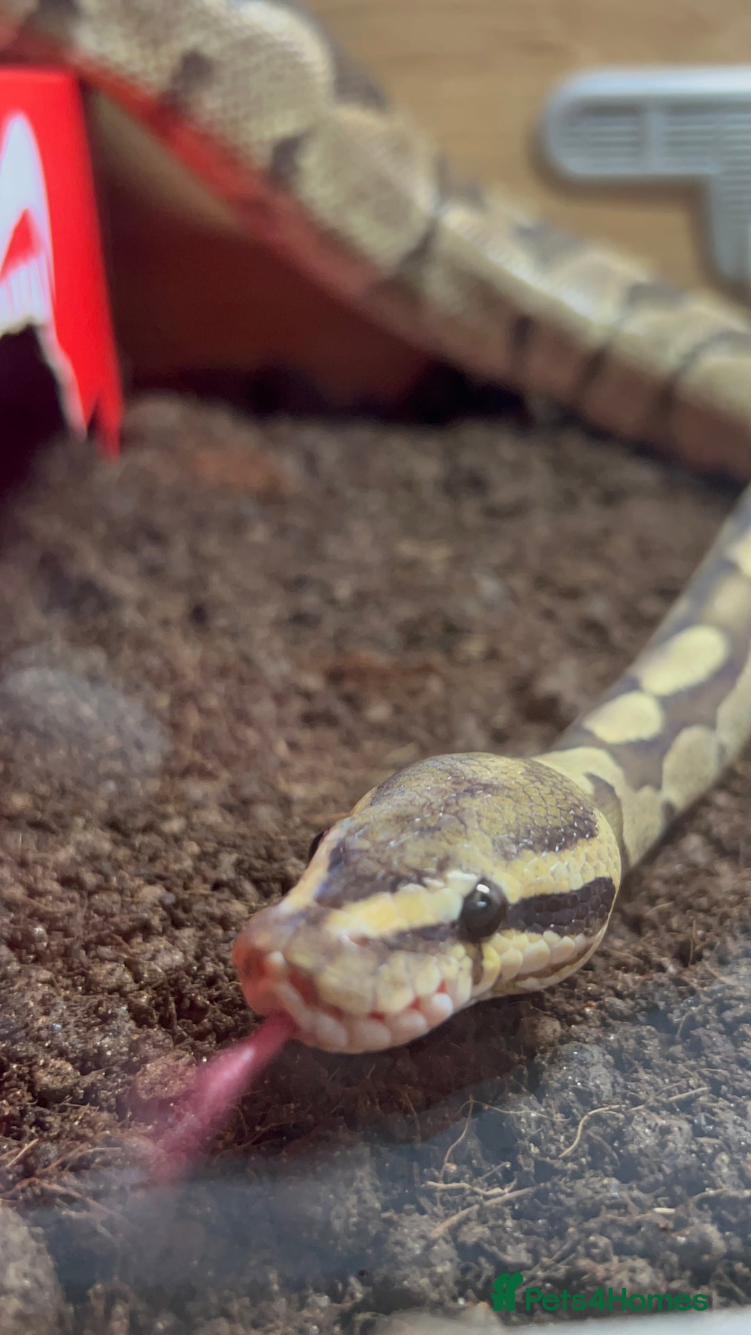Python Snake reptiles for sale: Ball Python/ Royal Python  - Image 5