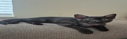 British Shorthair cats for sale: CUTE KITTENS - Advert 24