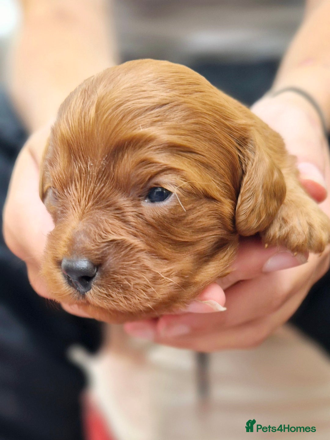 Cavapoo dogs for sale: Top quality cavapoo pups health test KCreg parents - Image 12