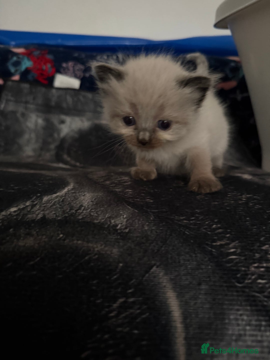 Ragdoll cats for sale: Ragdoll kitten - Advert 3