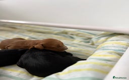 Cavapoo dogs for sale: Miniature CavaPoos - Image 8