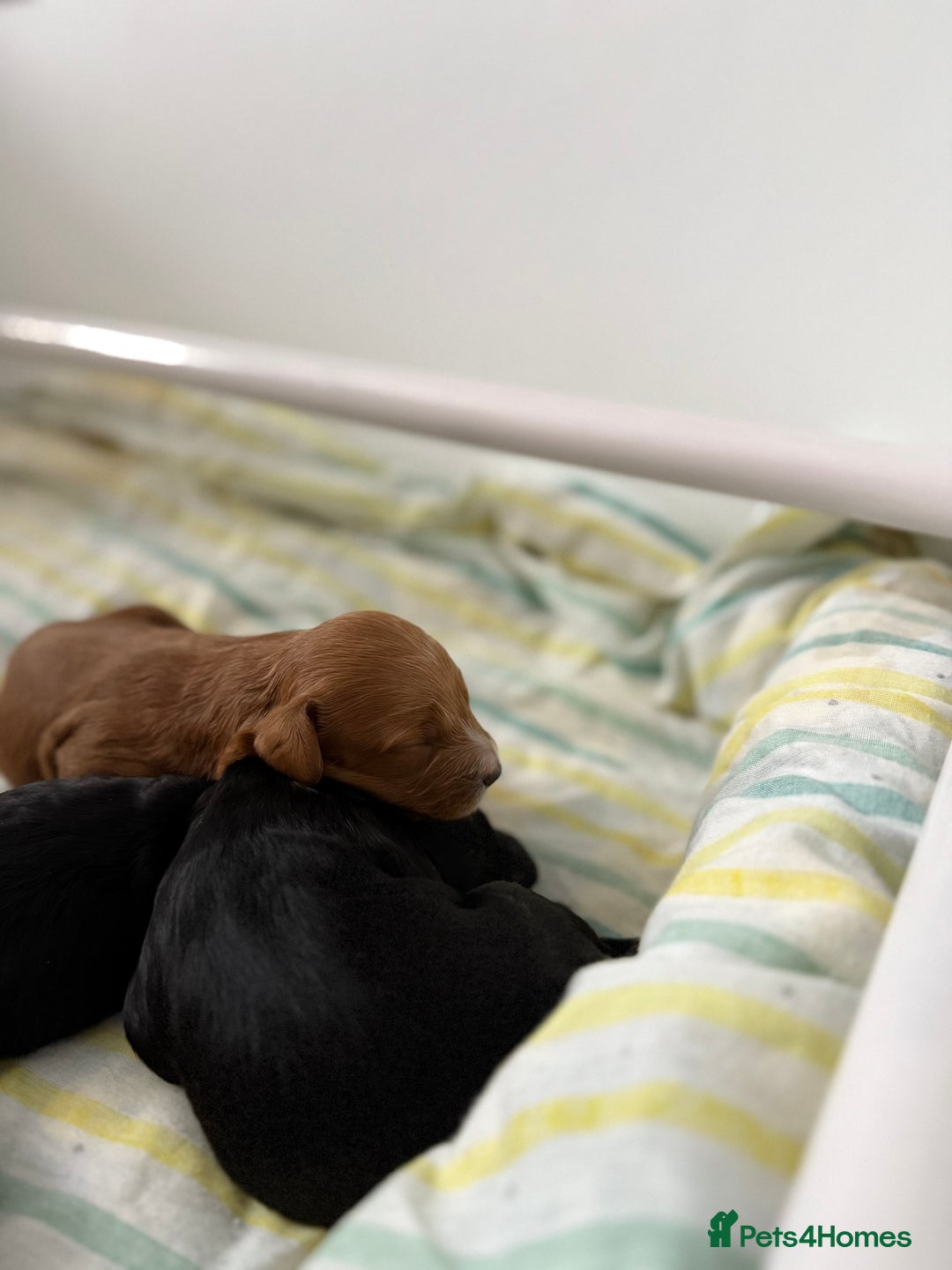 Cavapoo dogs for sale: Miniature CavaPoos - Image 8