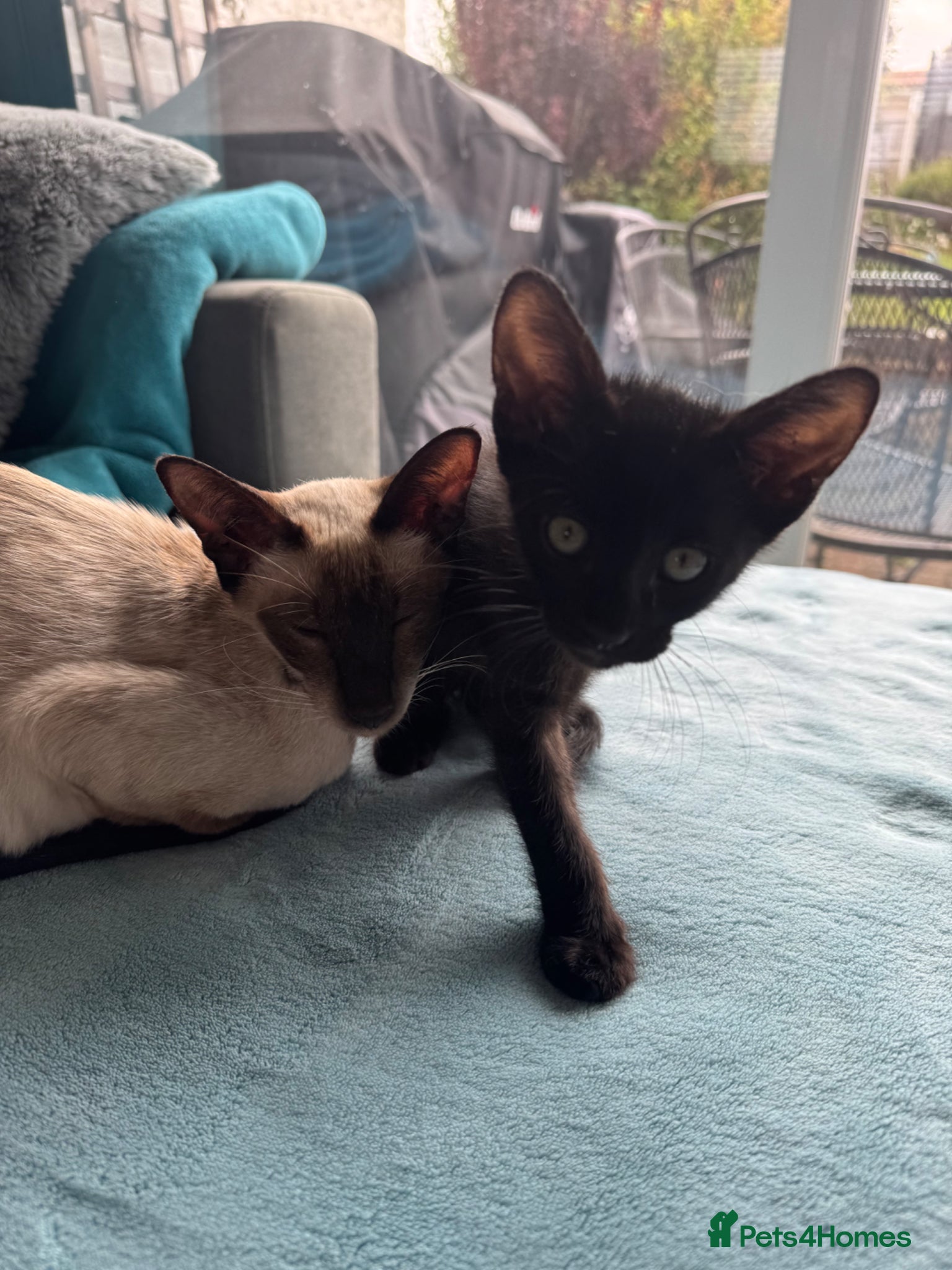 Mixed Breed cats Beautiful siamese mixed breed black kitten  - Advert 1