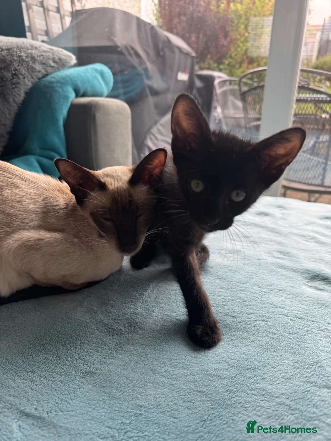 Mixed Breed cats for sale: Beautiful siamese mixed breed black kitten  in Stevenage - Advert 1