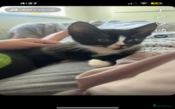Mixed Breed cats for sale: 2 Female Kitten, must go together - Image 4