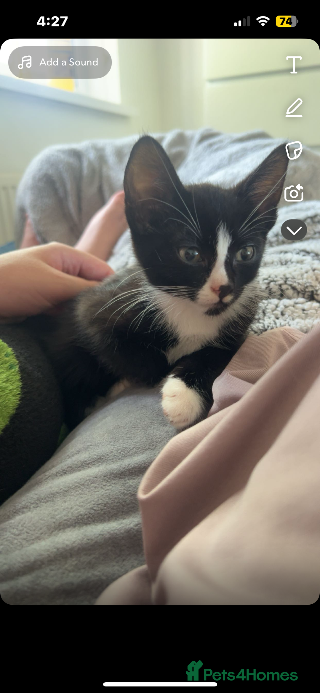 Mixed Breed cats for sale: 2 Female Kitten, must go together - Image 4