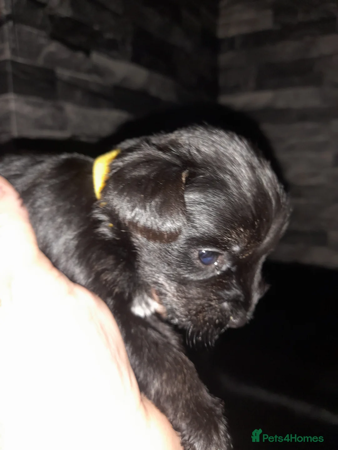 Mixed Breed dogs for sale: Snorkie pups - Advert 10