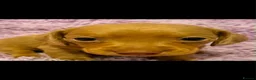 Miniature Dachshund dogs for sale: John s  - Advert 18