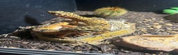 Leopard Gecko reptiles for sale: Two adult leopard geckos & vivarium setup  - Advert 3