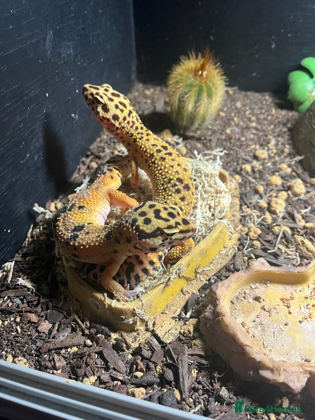 Leopard Gecko reptiles for sale: Two adult leopard geckos & vivarium setup  - Advert 3
